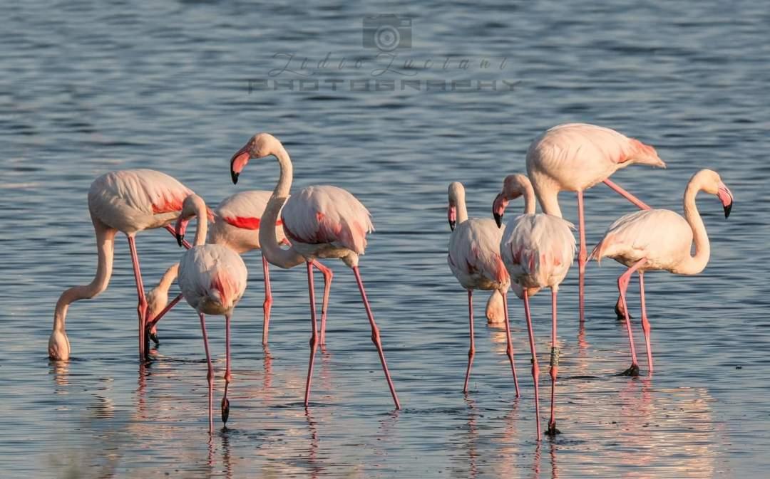 Апартаменти Le 4 Stagioni Комаккьо Екстер'єр фото